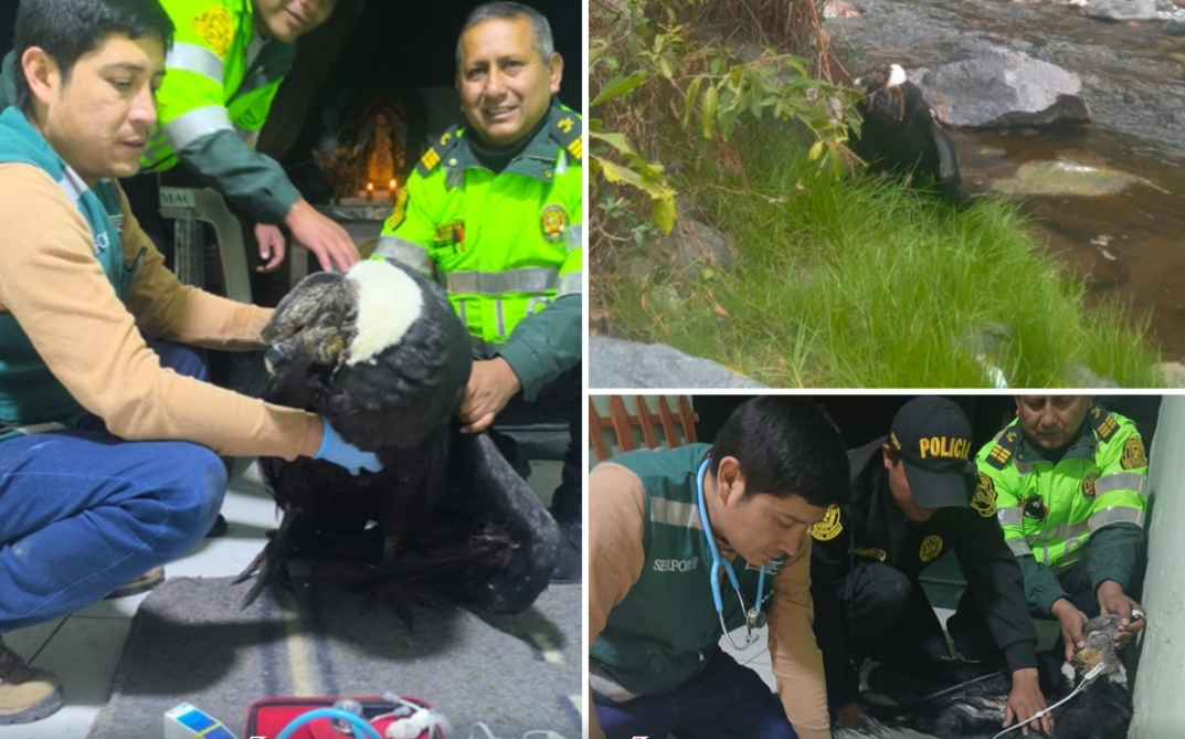 POLICÍA NACIONAL RESCATA A CÓNDOR ANDINO HERIDO EN SECTOR SUNCHU, APURÍMAC